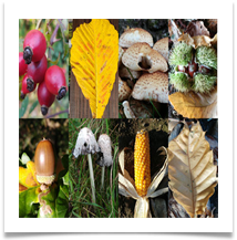 2 Autumn collage - James Leslie